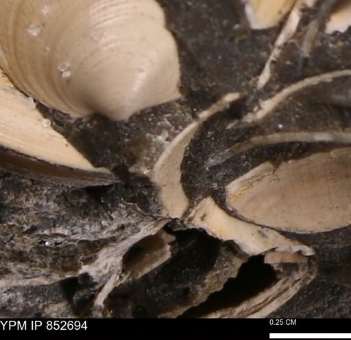 Limopsis striatopunctatus