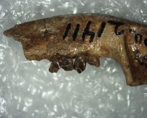 Bessoecetor cf. pilodontus