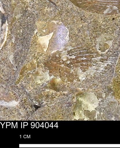 undet. Mollusca