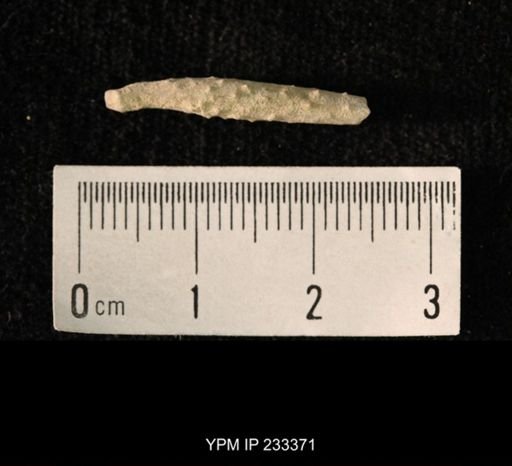 Archaeocidaris sp.