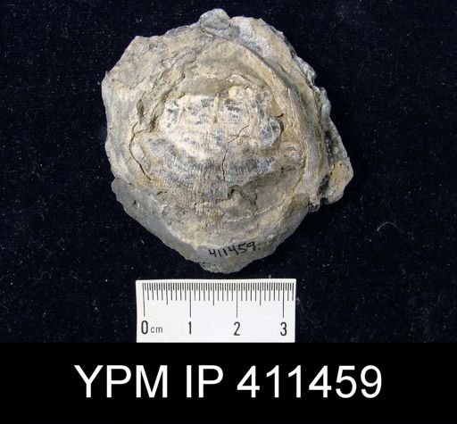 Linoproductus?