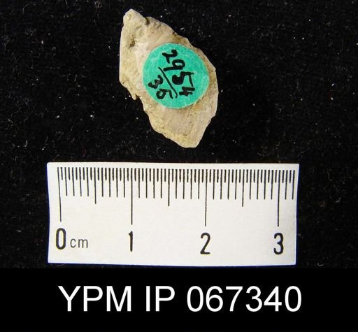 Stropheodonta varistriata