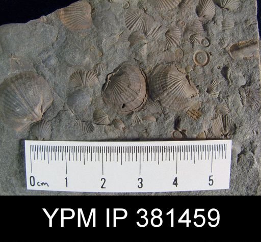 Tropidoleptus sp.