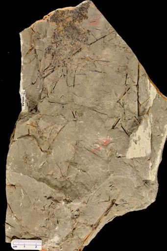 Rhacophyton sp.