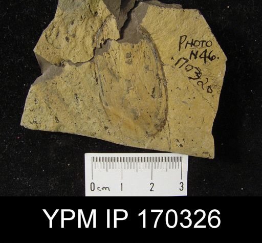Lingula quebecensis