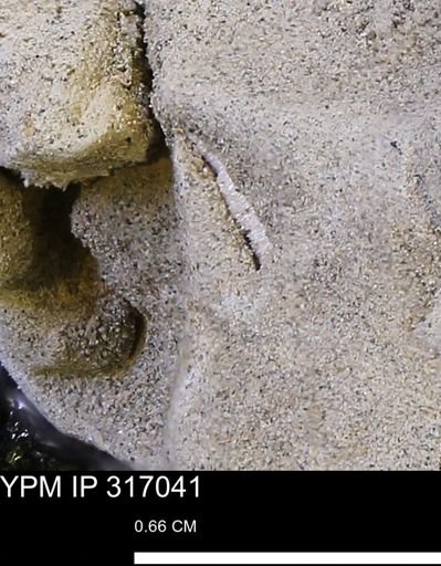 undet. Mollusca