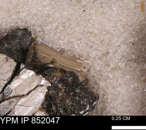 undet. Inoceramidae