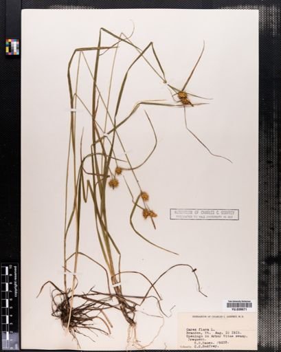 Carex flava
