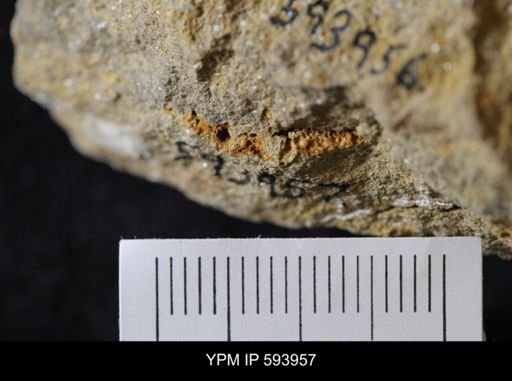 undet. Stelleroidea
