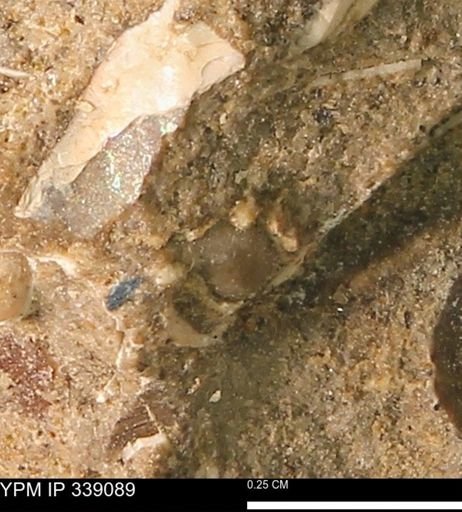 undet. Mollusca