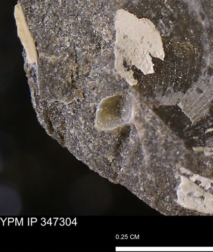 undet. Bivalvia