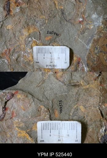 Chelicerata