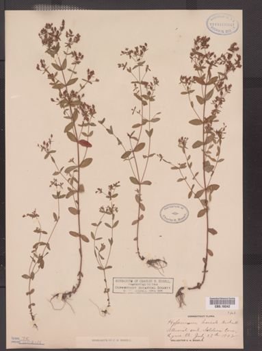 Hypericum boreale