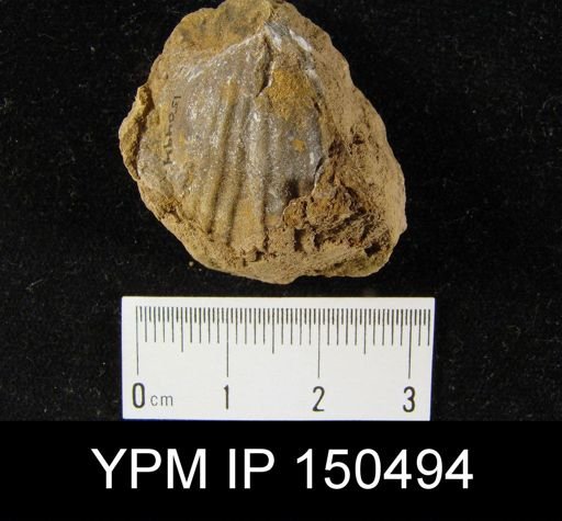 Orthorhynchula sp.