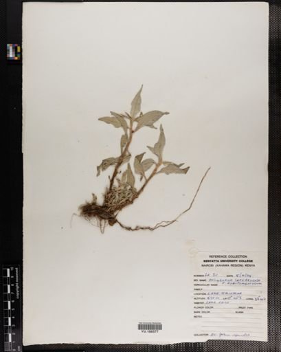 Plantae