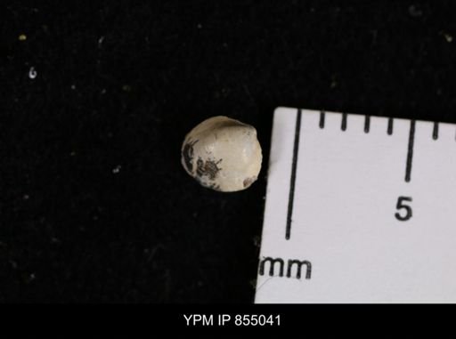 Protocardia sp.