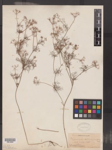 Ptilimnium capillaceum