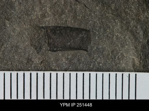 undet. Eurypterida