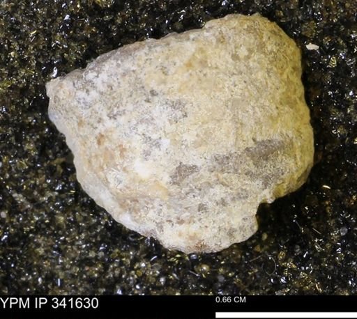 Scaphites sp.