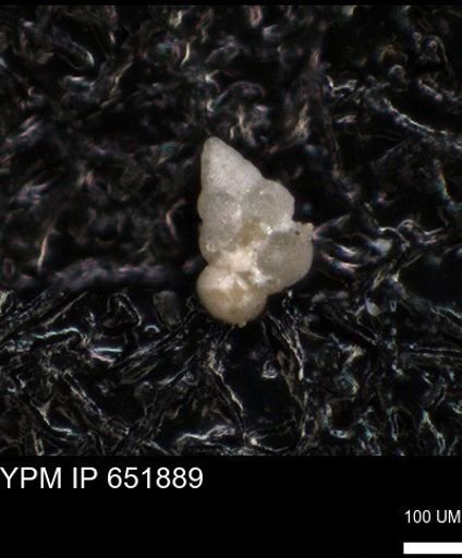 undet. Heterohelicidae