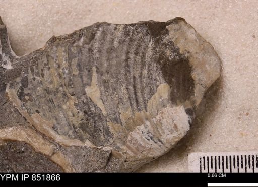 Inoceramus sp.