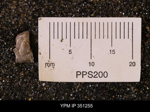 undet. Gastropoda