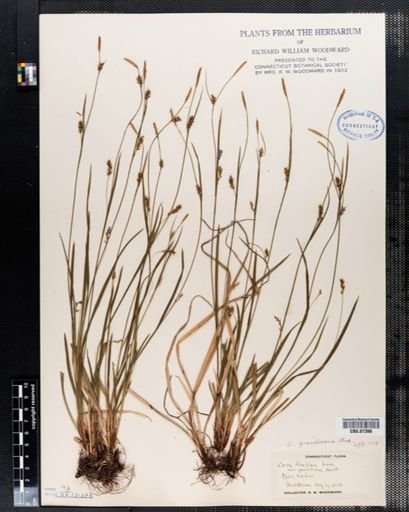 Carex gracilescens