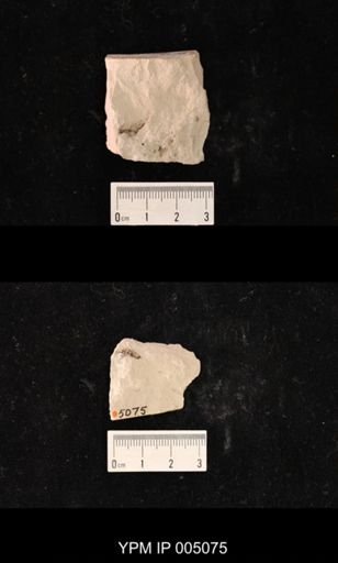 Psocidium kansasense
