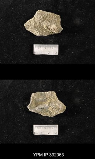 Heterotrypa?
