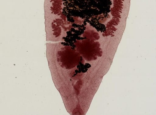 Dicrocoelium dendriticum