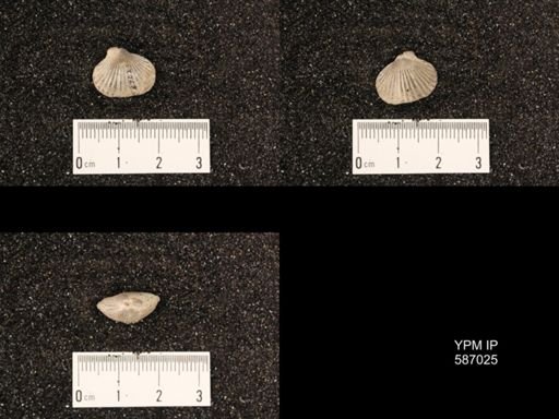 Camarotoechia borealis