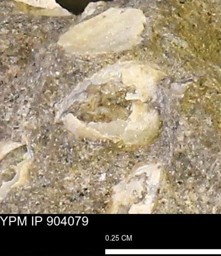 undet. Bivalvia