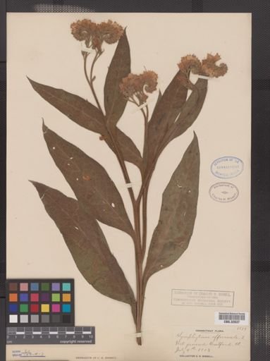 Symphytum officinale