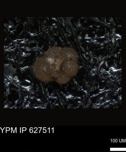 undet. Foraminiferida