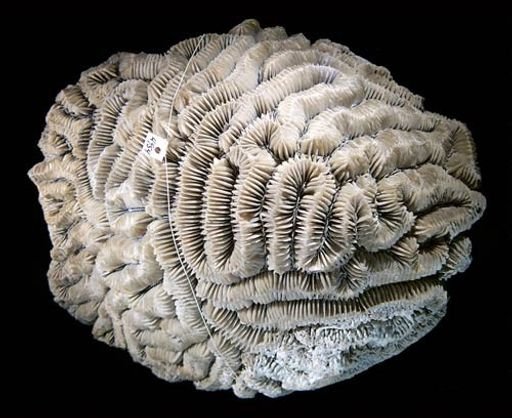 Meandrina meandrites