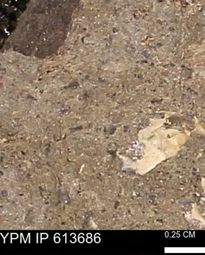 Scaphites sp.