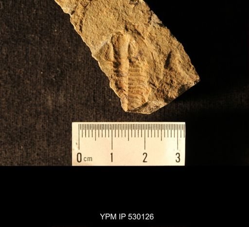 Elrathia kingi