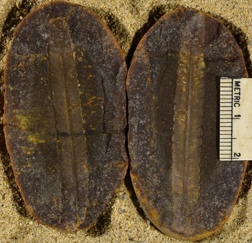 Pecopteris sp.