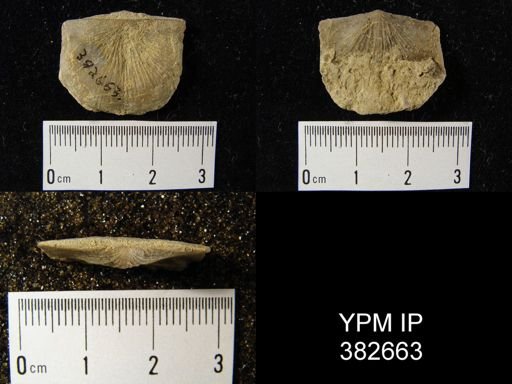 Strophodonta?