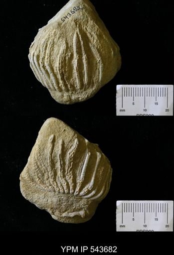 Batocrinus?