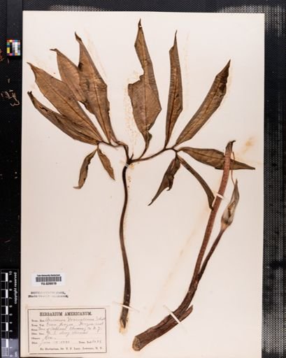 Arisaema