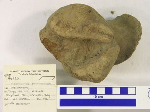 Mammuthus primigenius