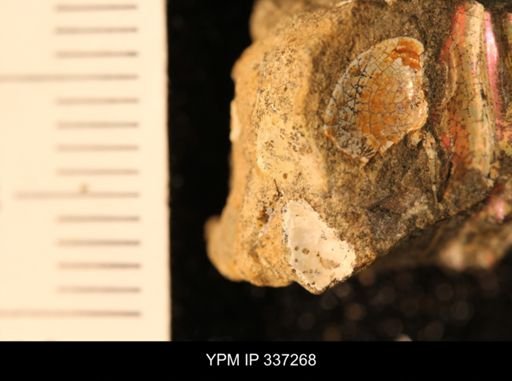 Discoscaphites sp.