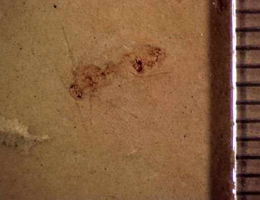 Hymenoptera?