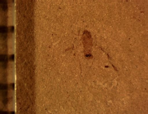 Hemiptera?