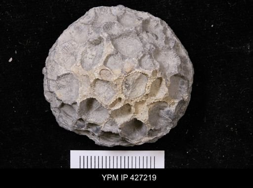 Pleurodictyum sp.
