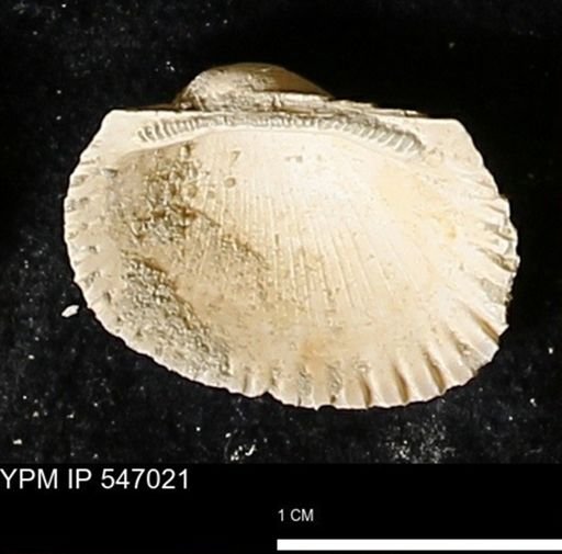 Scapharca transversa
