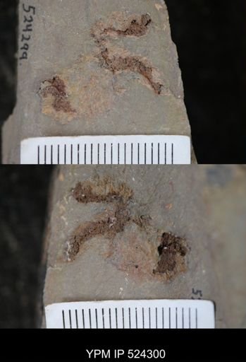 undet. Asterozoa