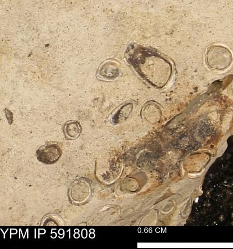 Serpulidae
