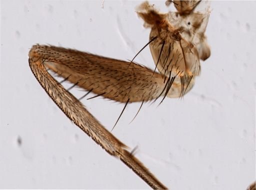 Glossina palpalis